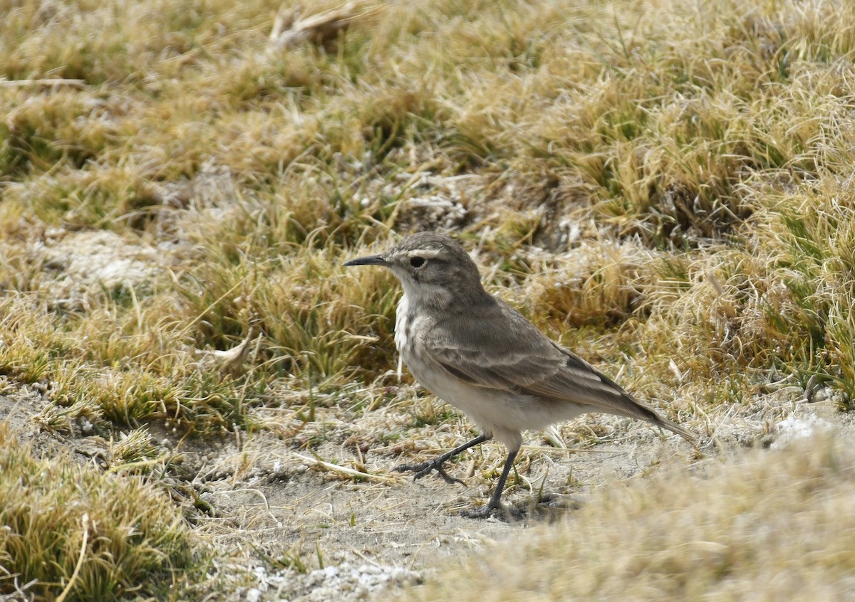 Common Miner - ML643626063