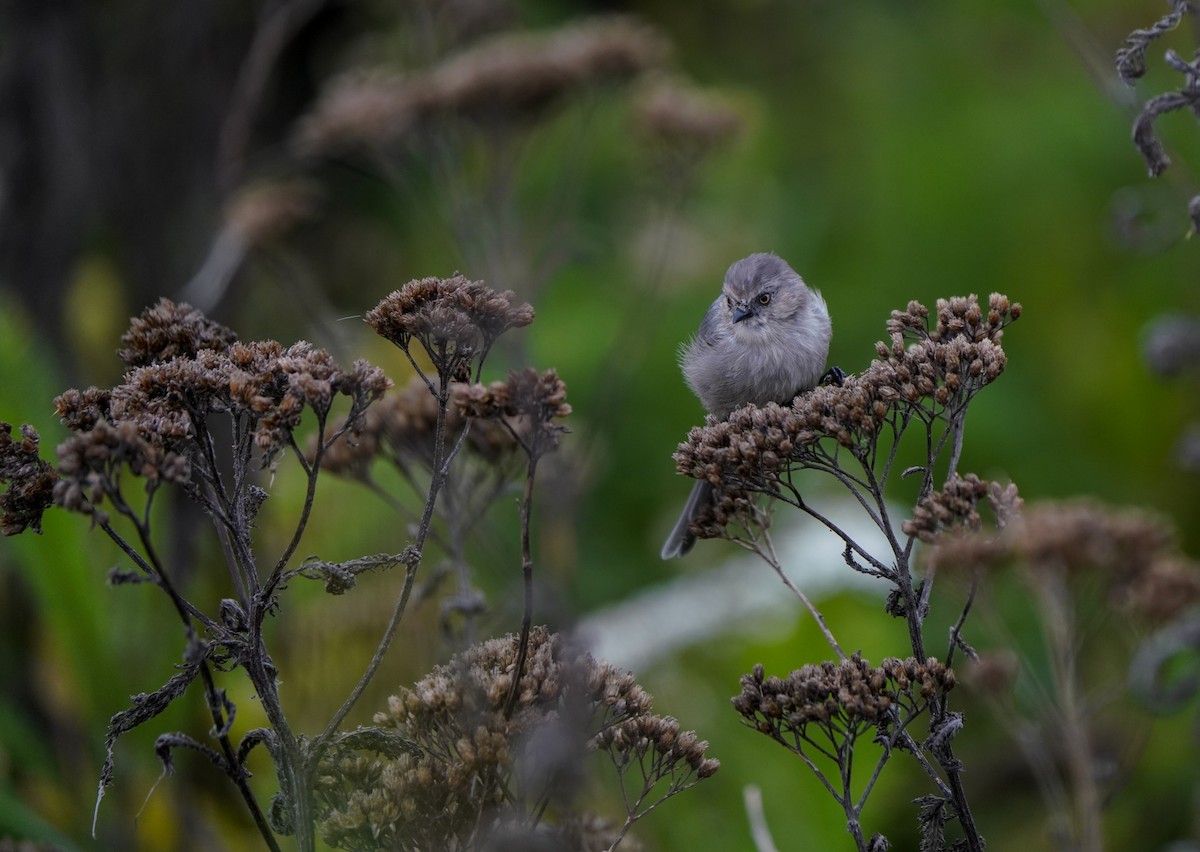 Bushtit - ML643626066