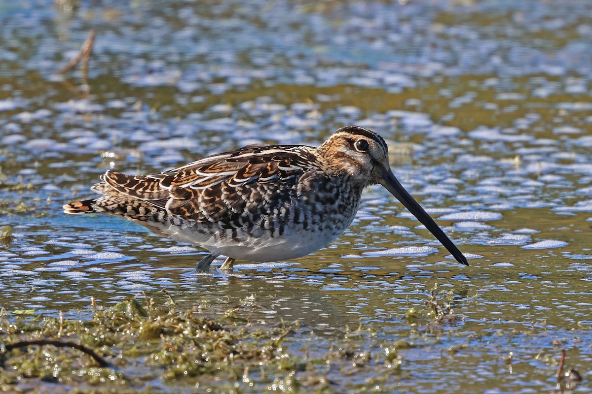 Wilson's Snipe - ML643626068