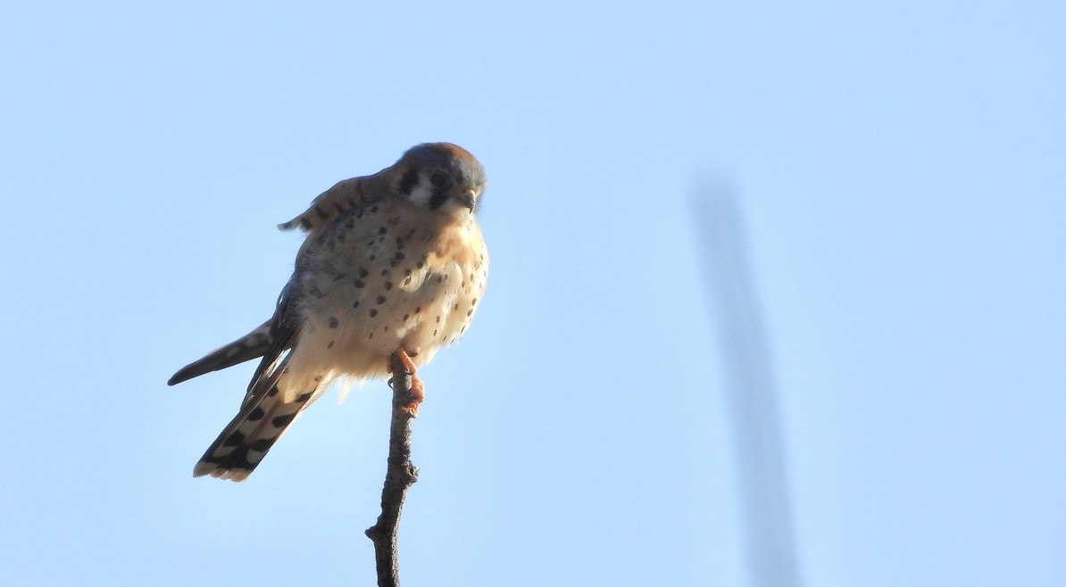American Kestrel - ML643626071
