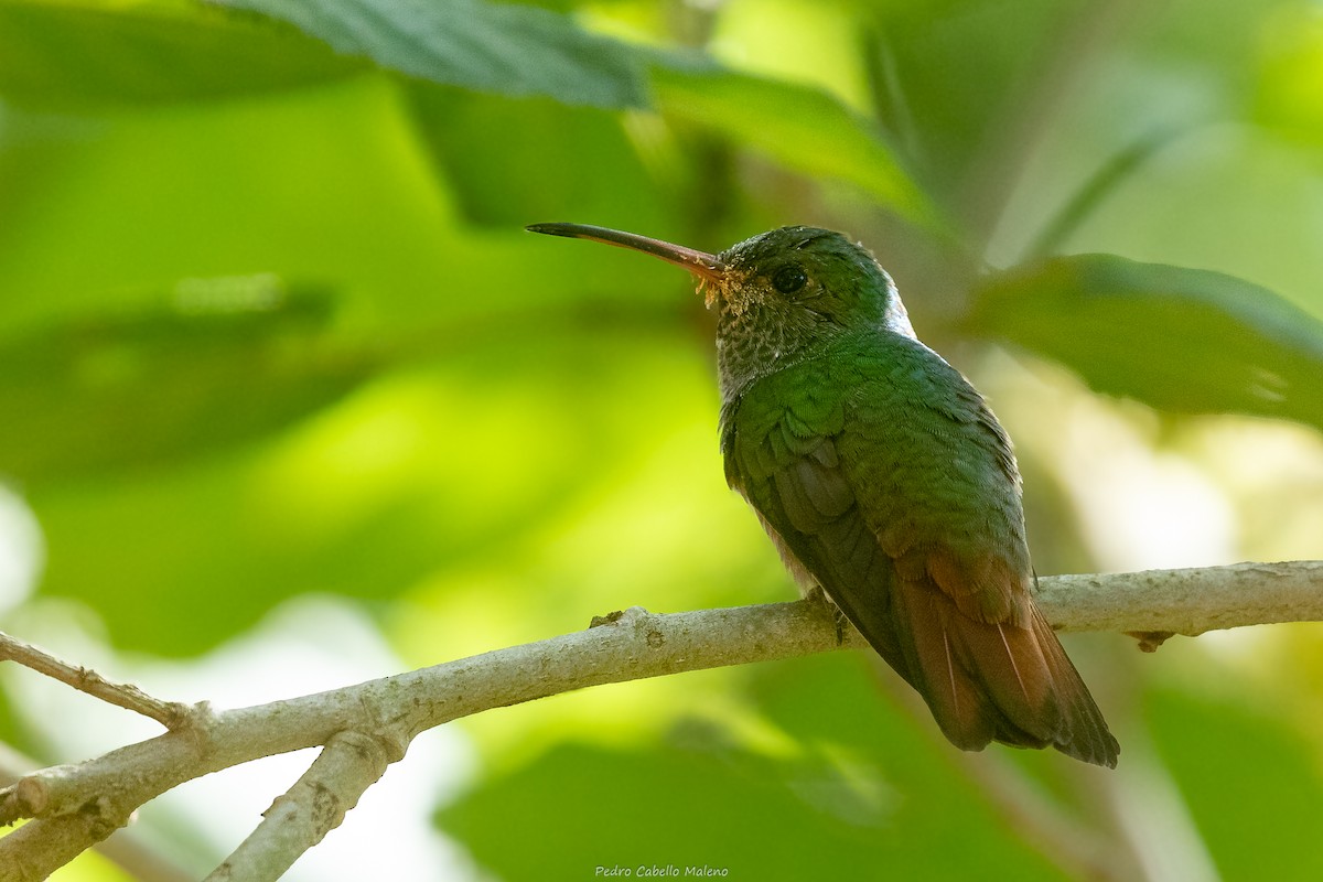 Rufous-tailed Hummingbird - ML643626074