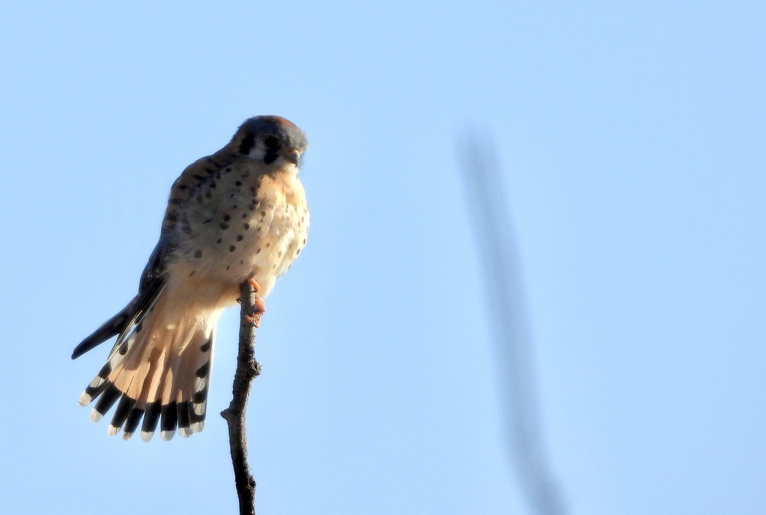 American Kestrel - ML643626083