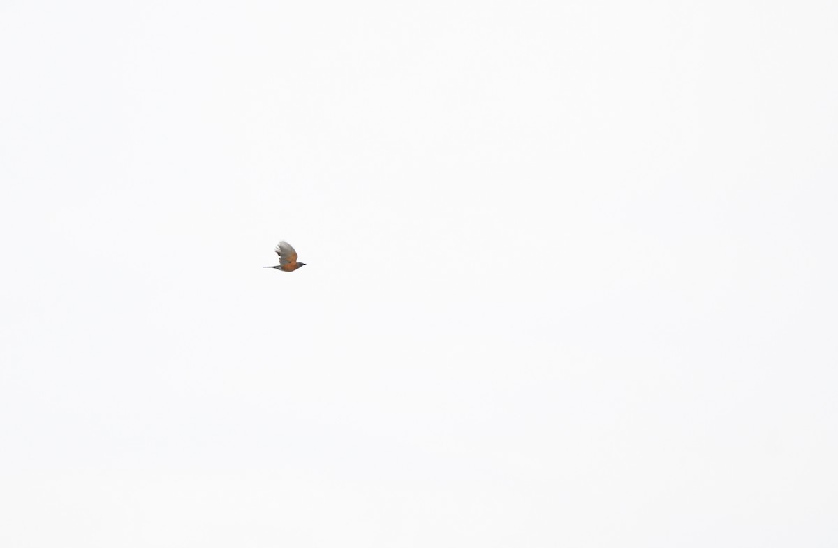 Wanderdrossel - ML643626084