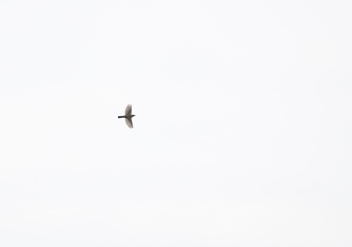 Wanderdrossel - ML643626085