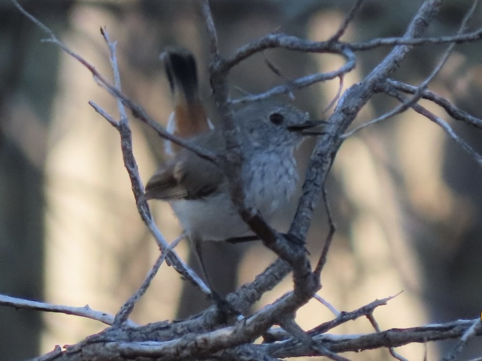 Inland Thornbill - ML643626087