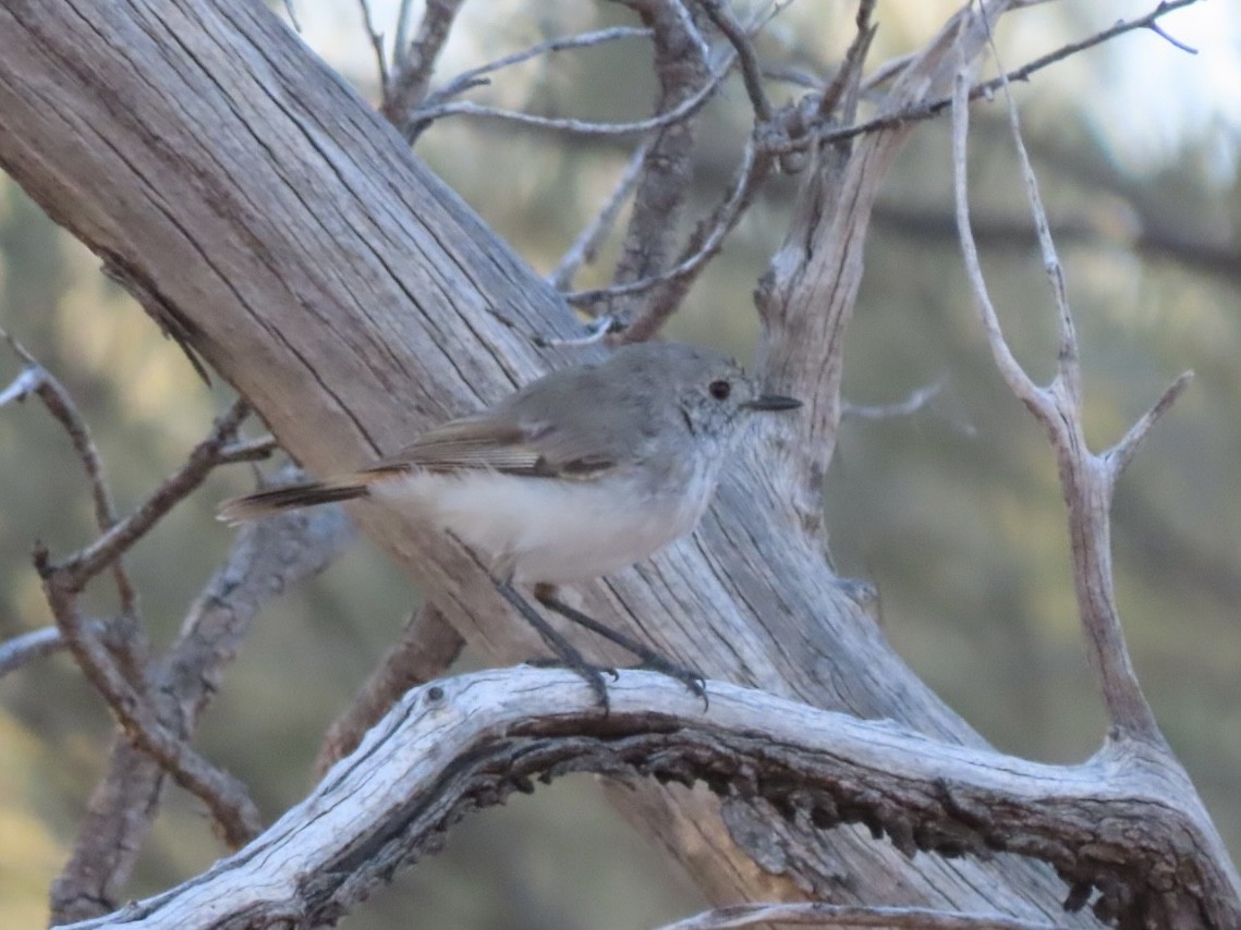Inland Thornbill - ML643626088