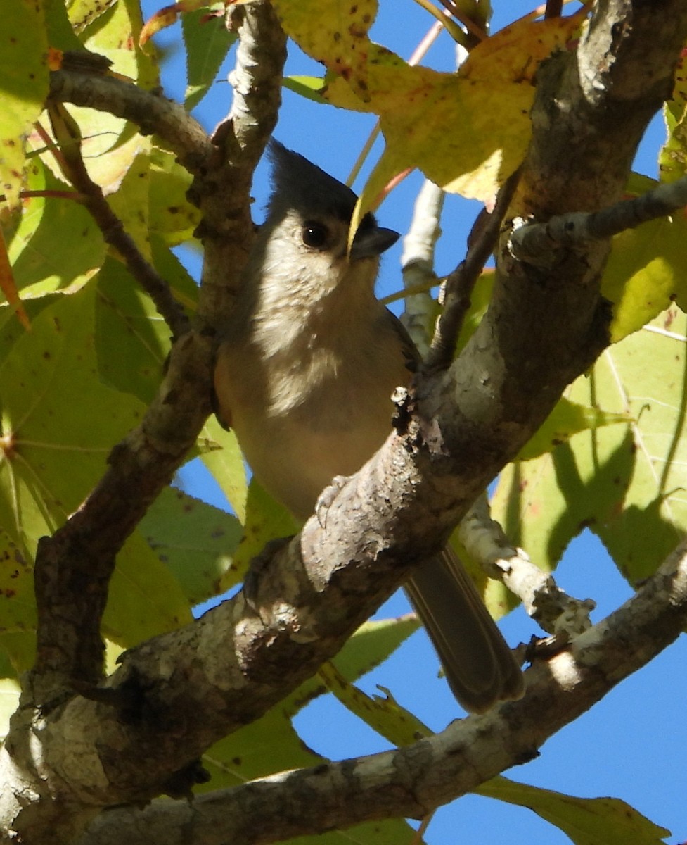 Tufted Titmouse - ML643626089