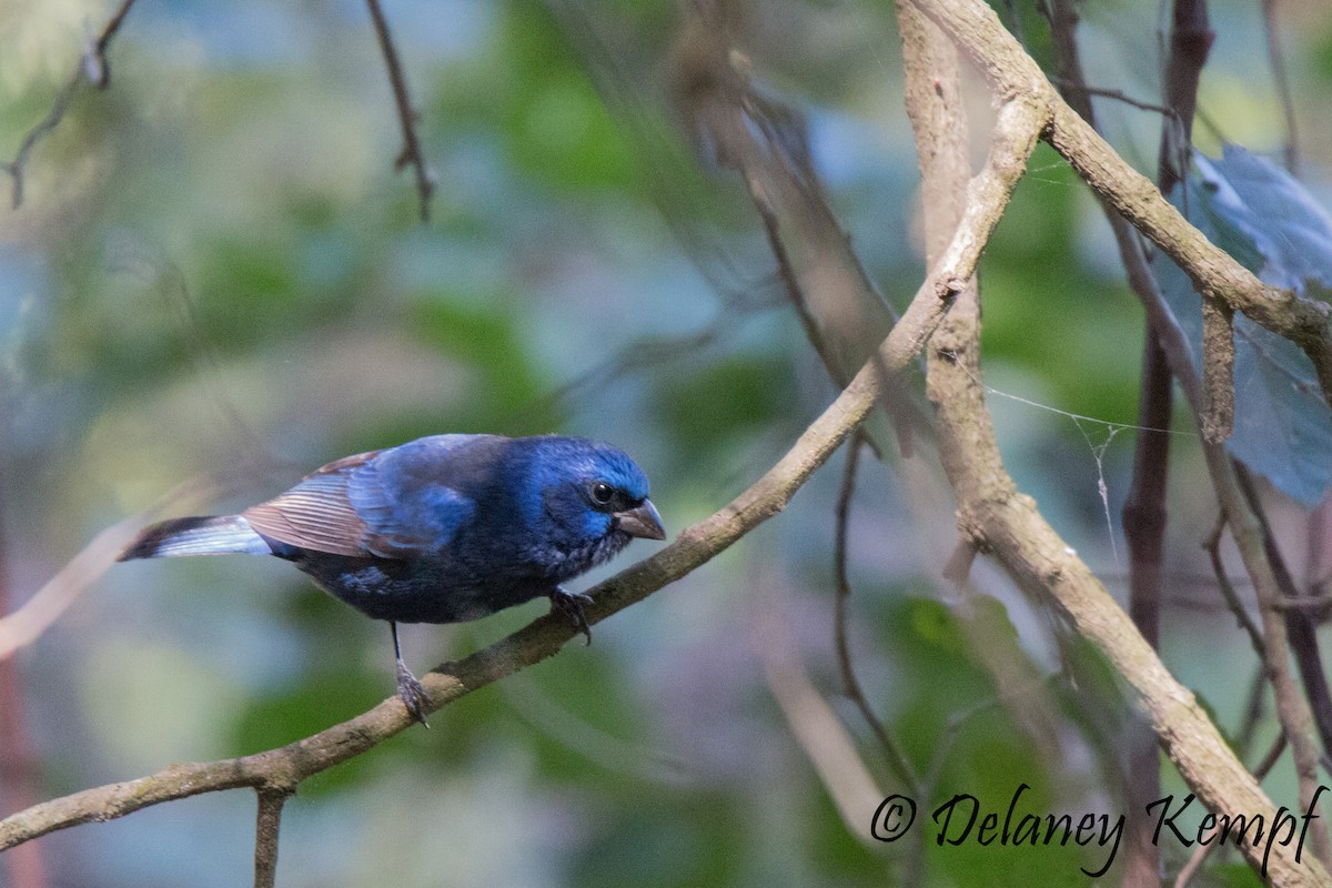 Blue Bunting - ML64362611