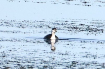 Horned Grebe - ML643626121