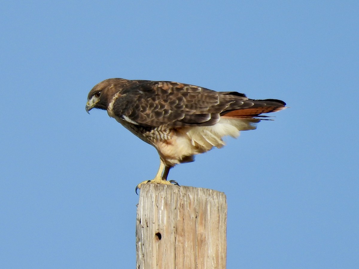 Red-tailed Hawk - ML643626146