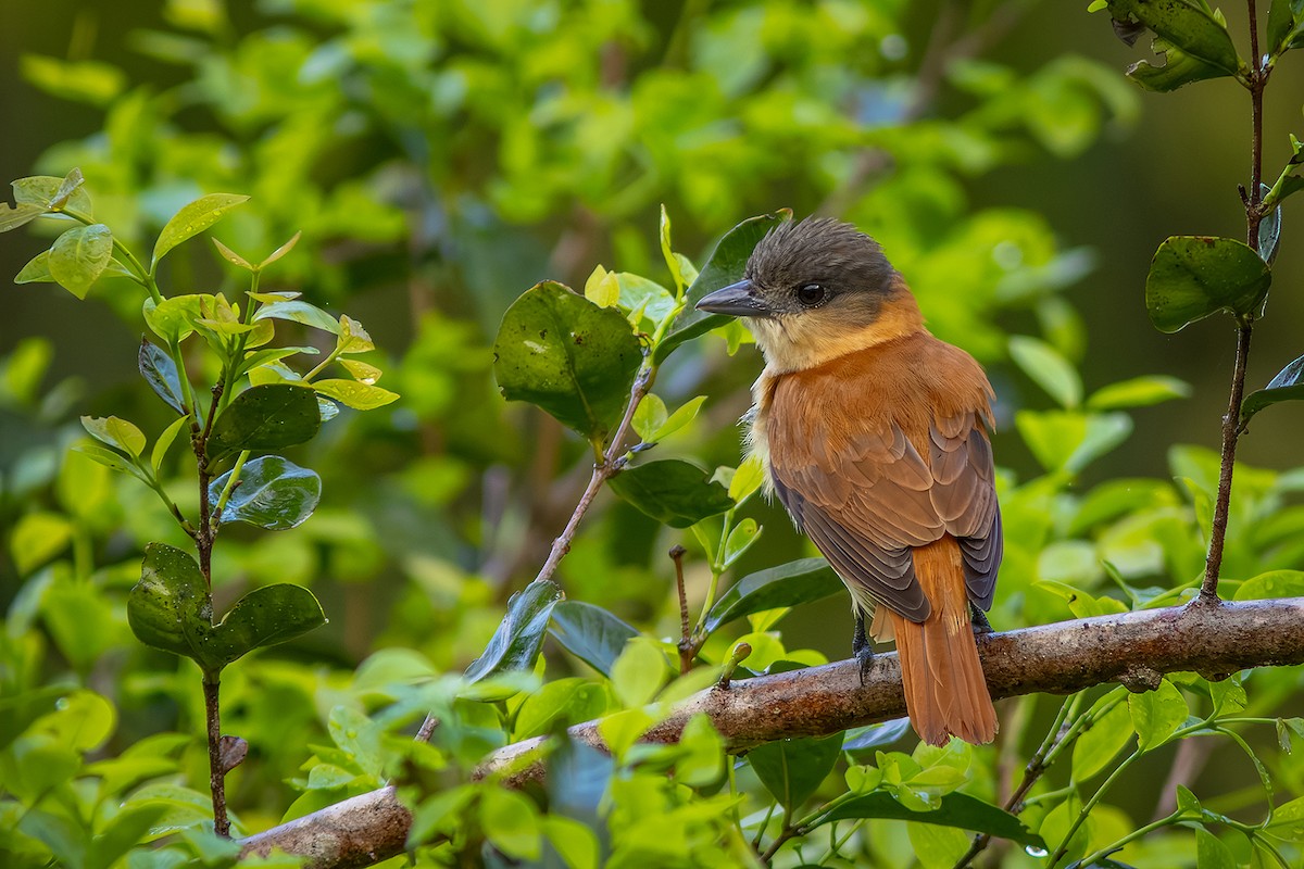 Crested Becard - ML643626153