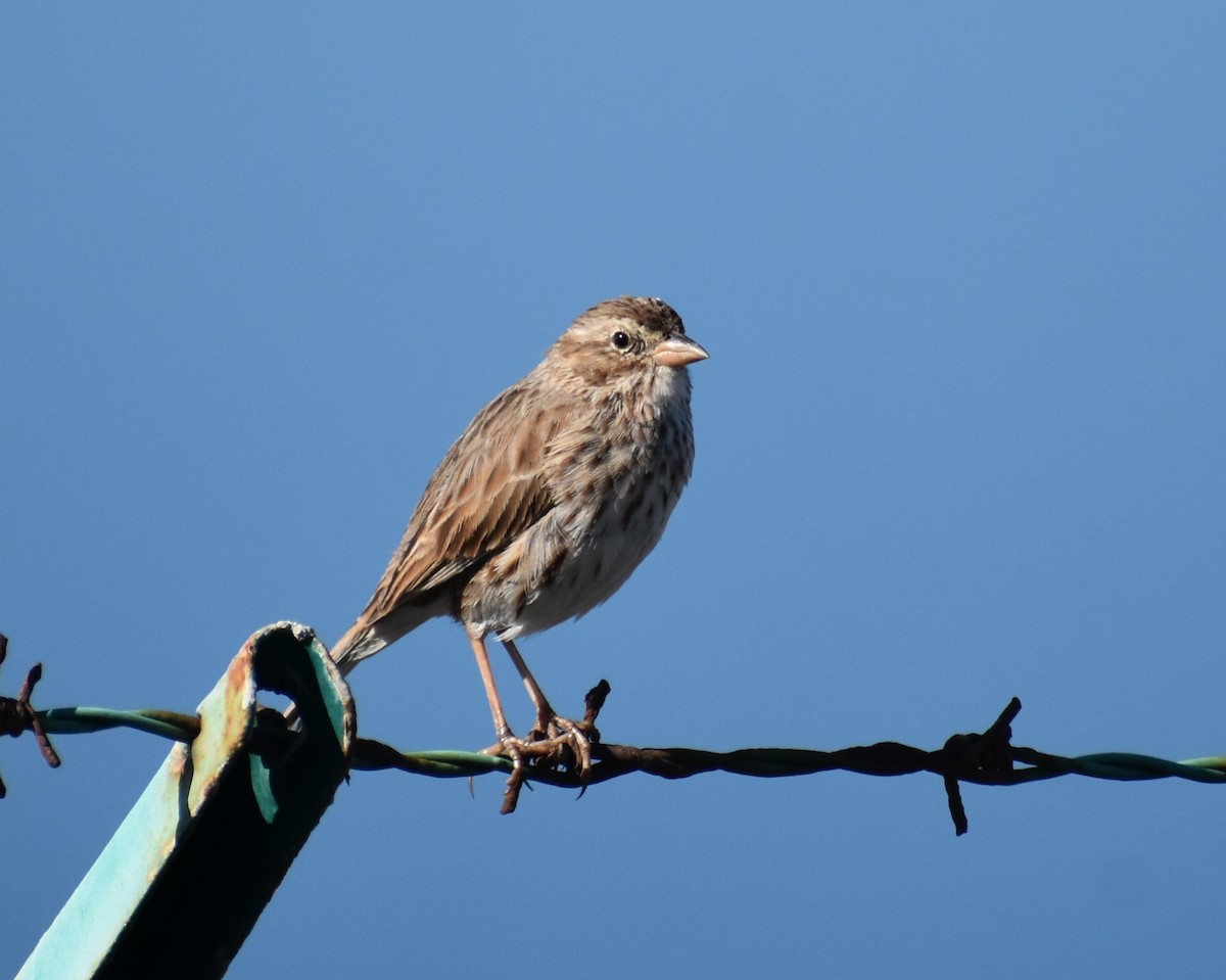 Savannah Sparrow (Large-billed) - ML643626155
