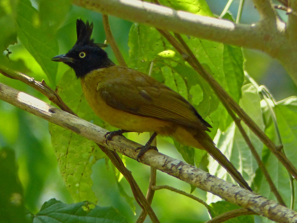 Black-crested Bulbul - ML643626158