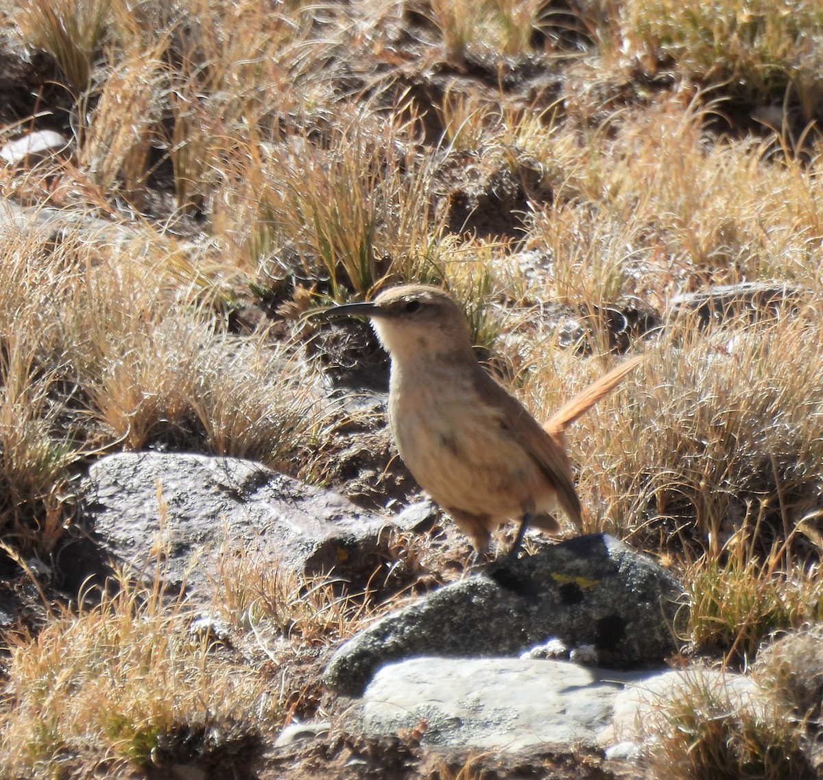 Straight-billed Earthcreeper - ML643626184