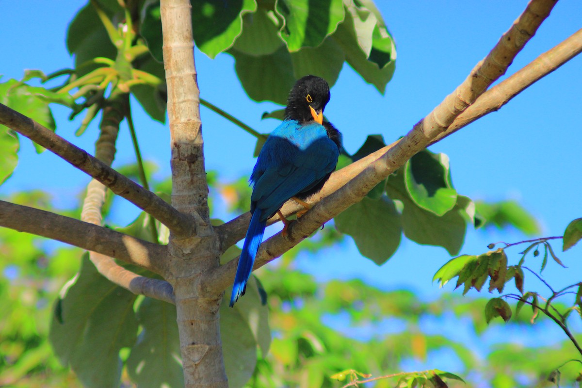 Yucatan Jay - ML643626188