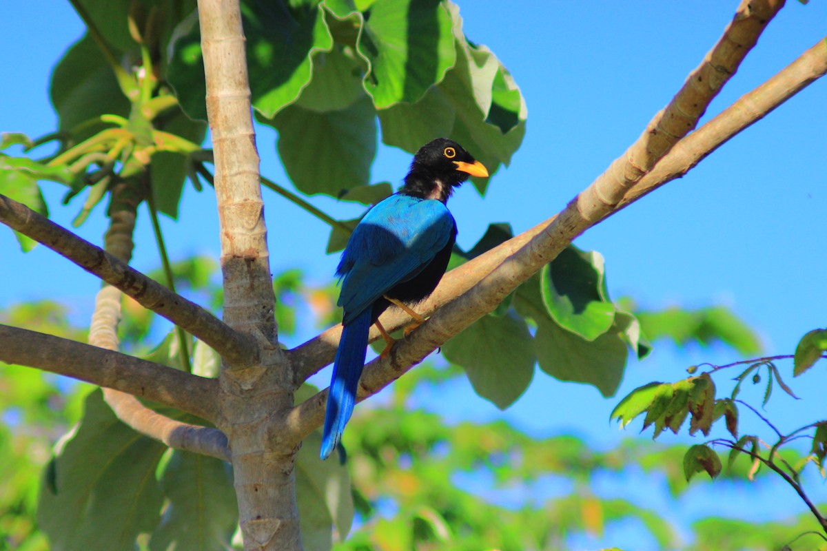 Yucatan Jay - ML643626189