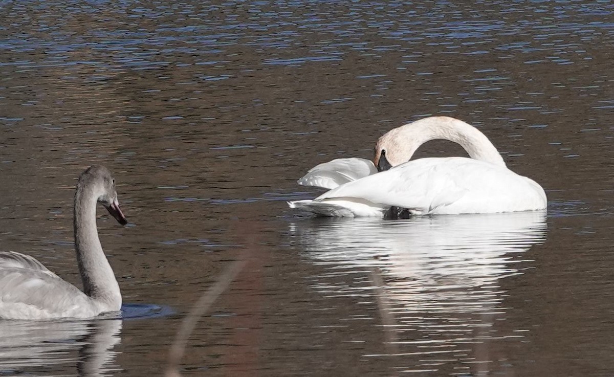 Trumpeter Swan - ML643626190