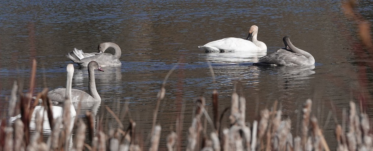 Trumpeter Swan - ML643626198