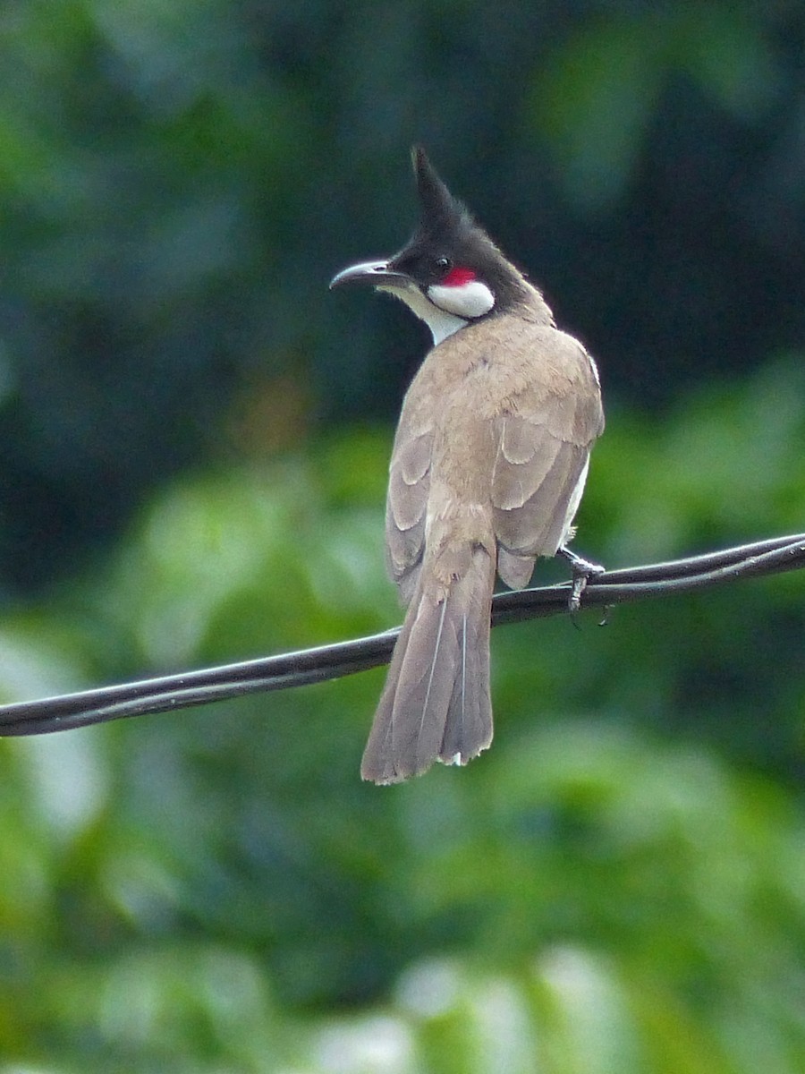 Red-whiskered Bulbul - ML643626206