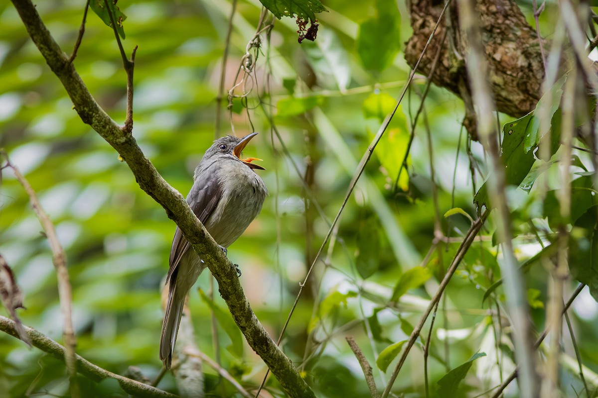 Screaming Piha - ML643626212