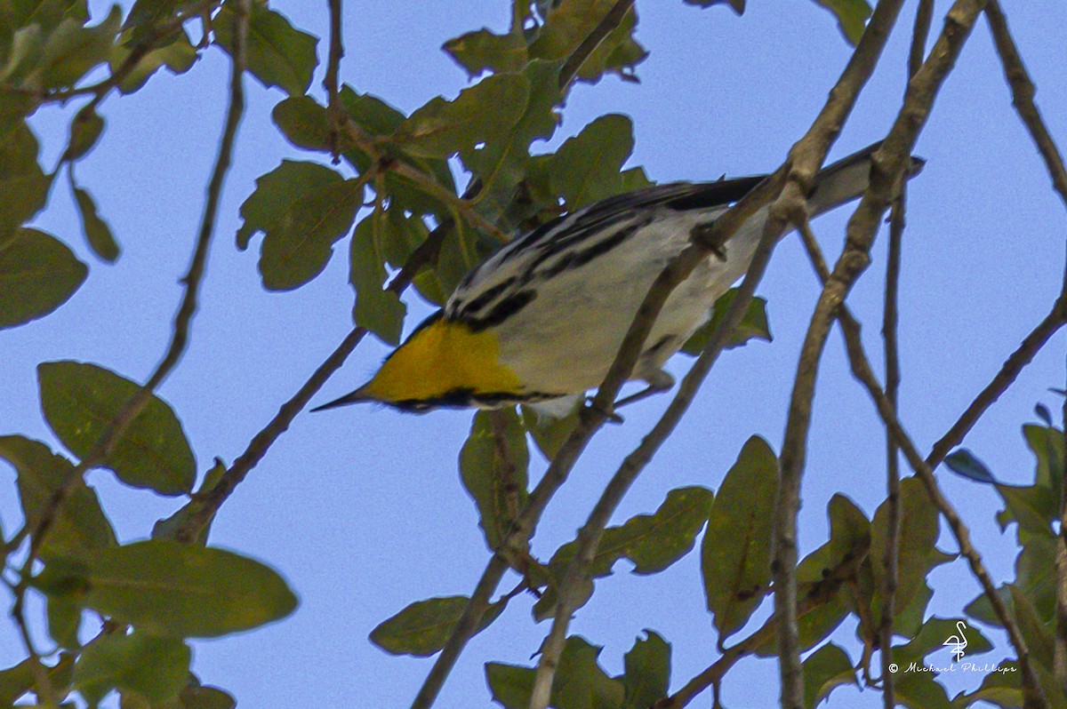 Yellow-throated Warbler - ML643626219