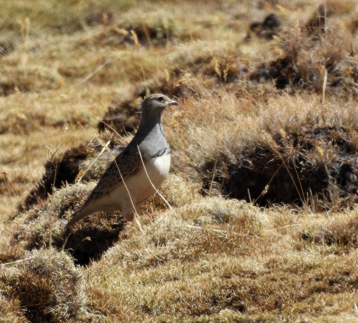 Gray-breasted Seedsnipe - ML643626235