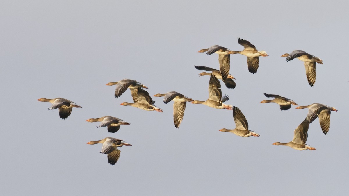 Graylag Goose - ML643626264