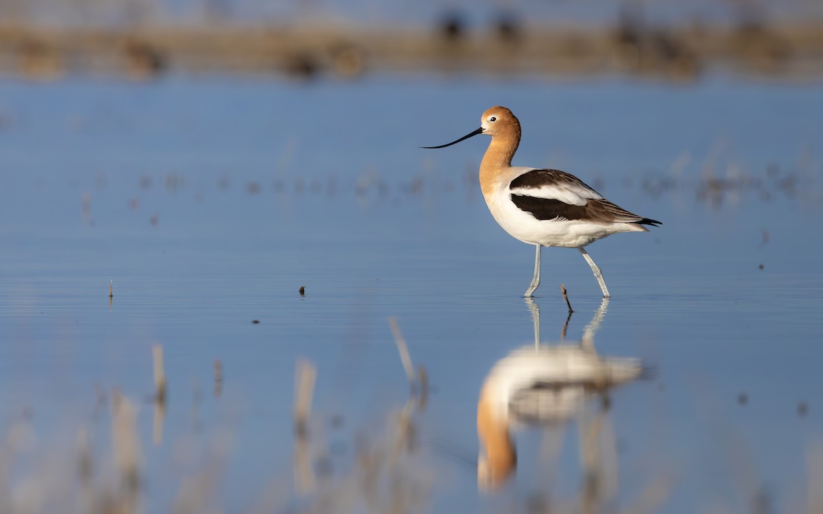 American Avocet - ML643626269