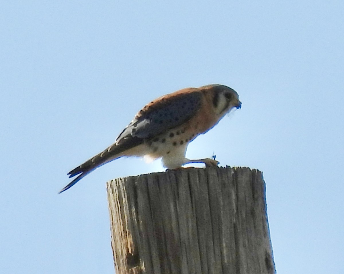American Kestrel - ML643626273