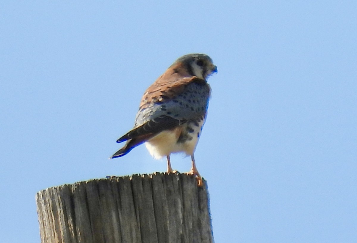 American Kestrel - ML643626274