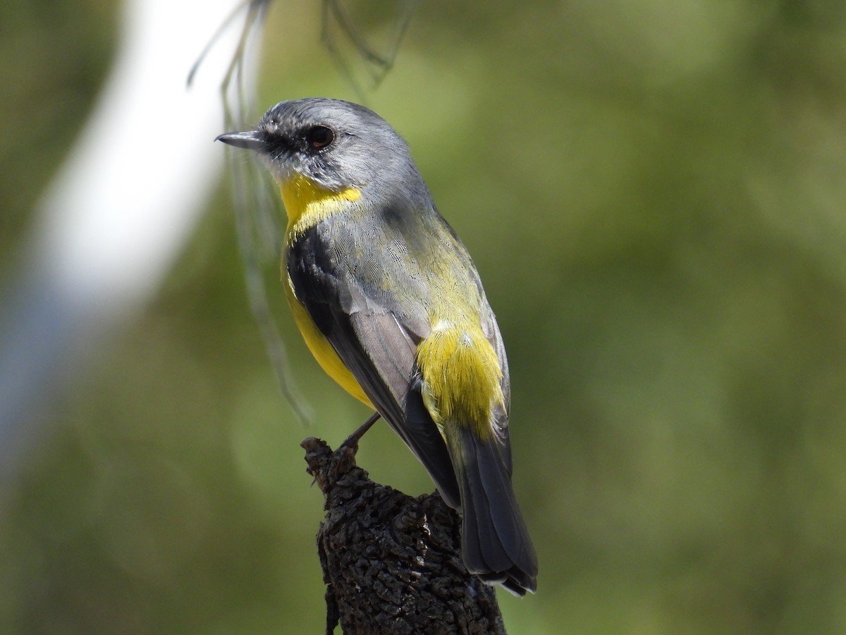 Eastern Yellow Robin - ML643626275
