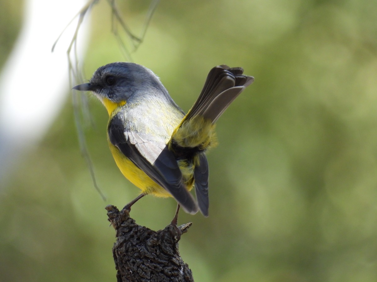 Eastern Yellow Robin - ML643626276