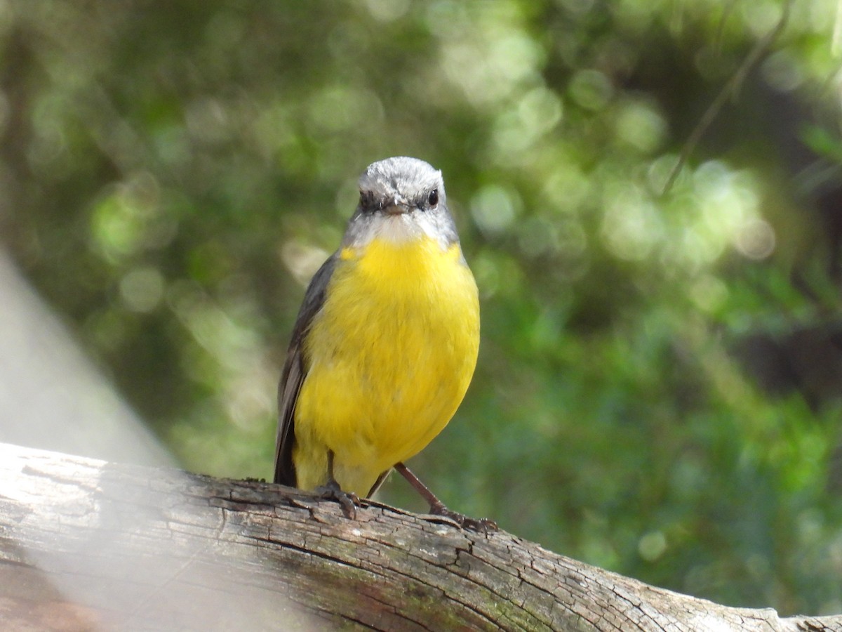 Eastern Yellow Robin - ML643626278