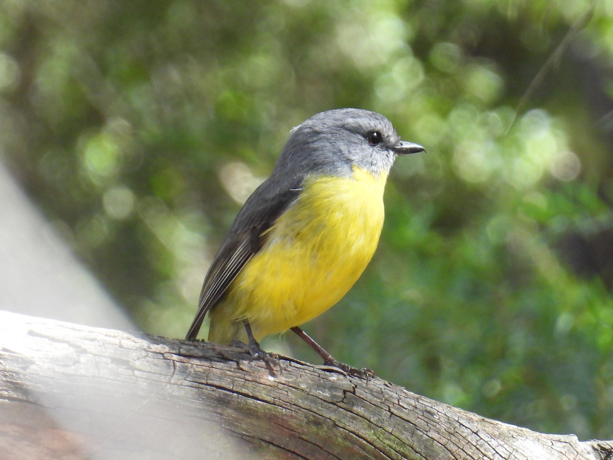 Eastern Yellow Robin - ML643626279