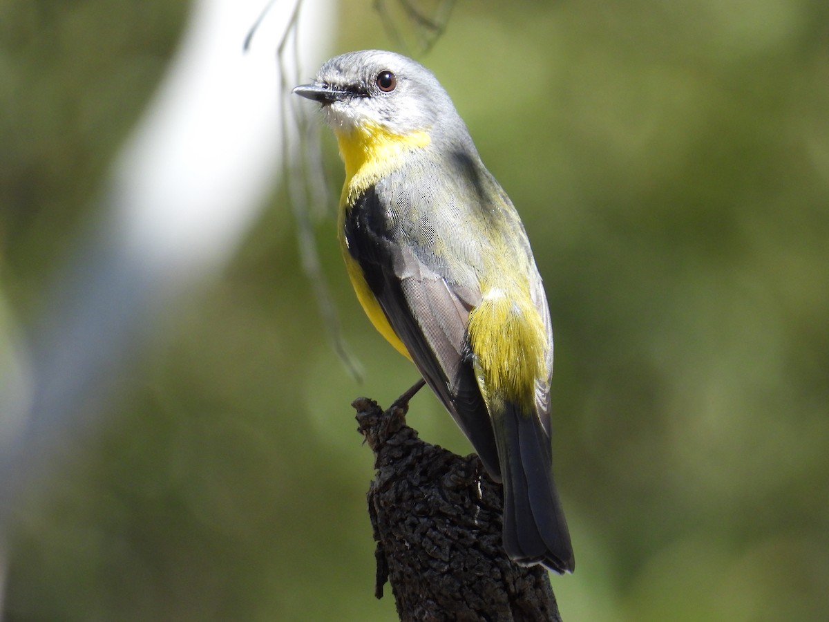 Eastern Yellow Robin - ML643626280