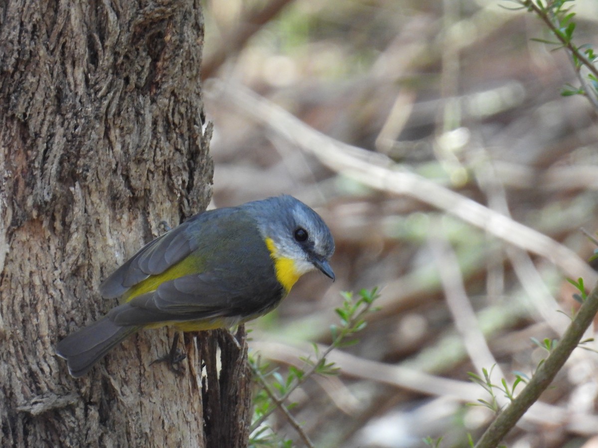 Eastern Yellow Robin - ML643626281