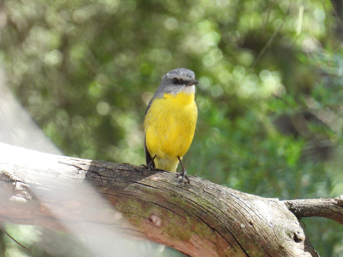 Eastern Yellow Robin - ML643626283