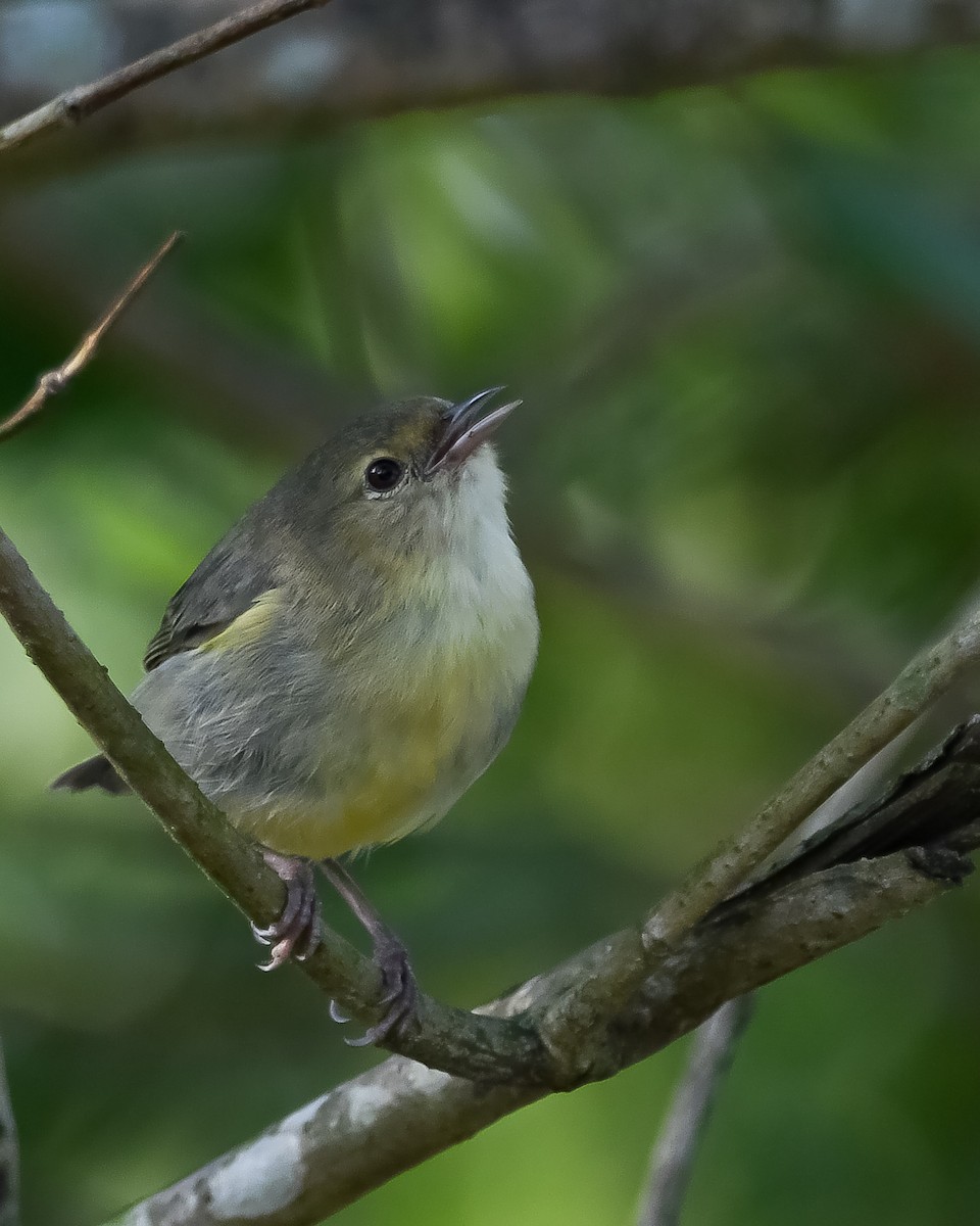 Bicolored Conebill - ML643626289