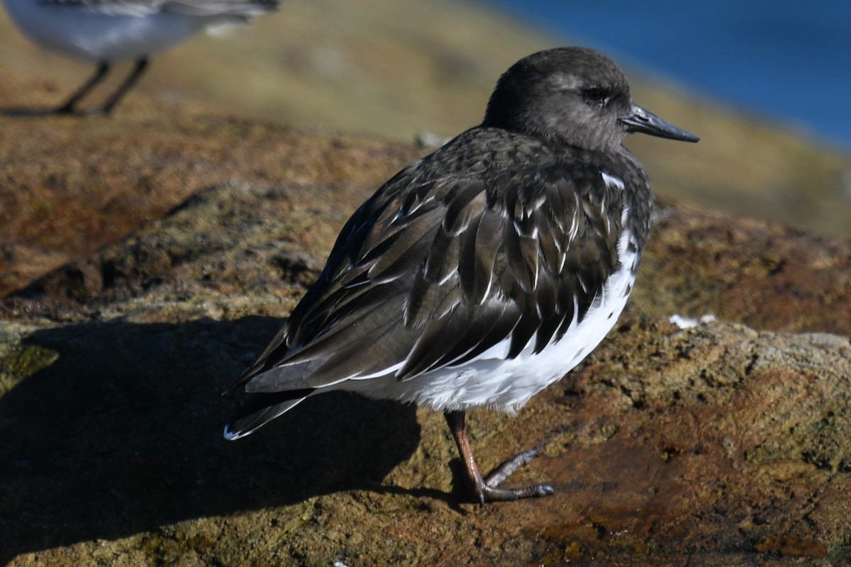 Black Turnstone - ML643626290