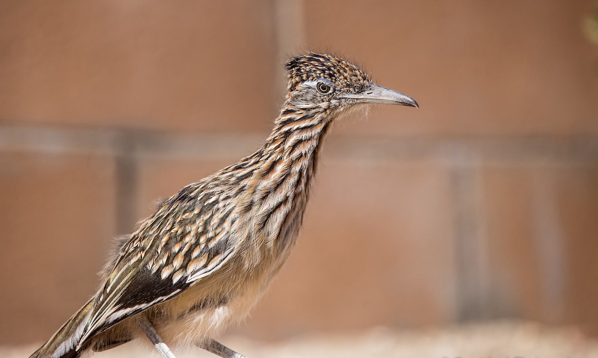 Greater Roadrunner - ML643626296