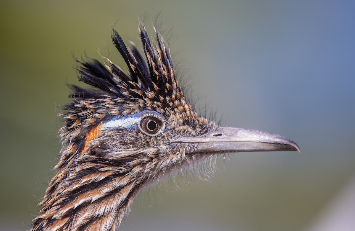 Greater Roadrunner - ML643626303