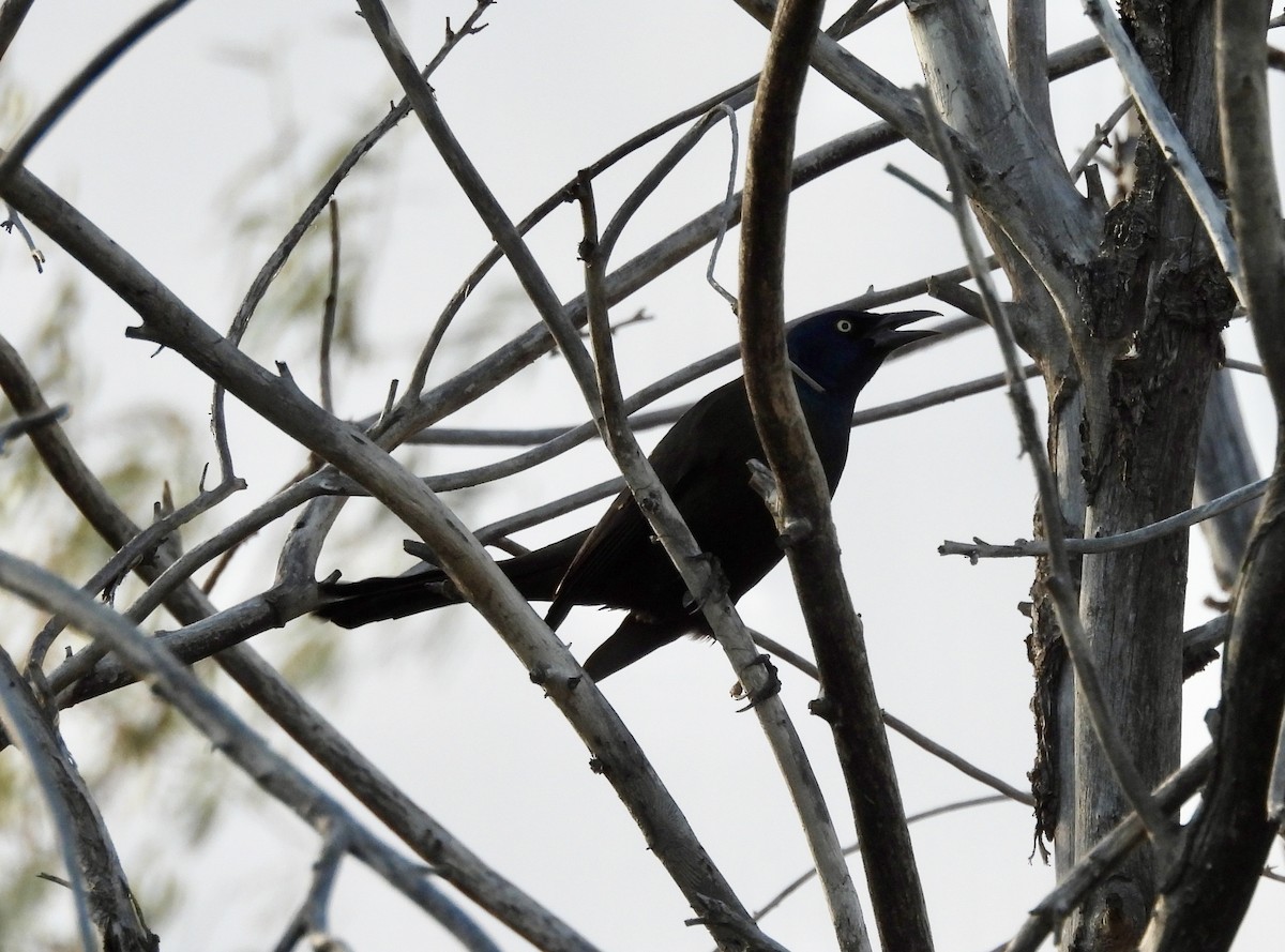 Common Grackle - ML643626304