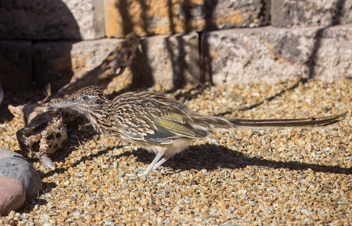 Greater Roadrunner - ML643626306