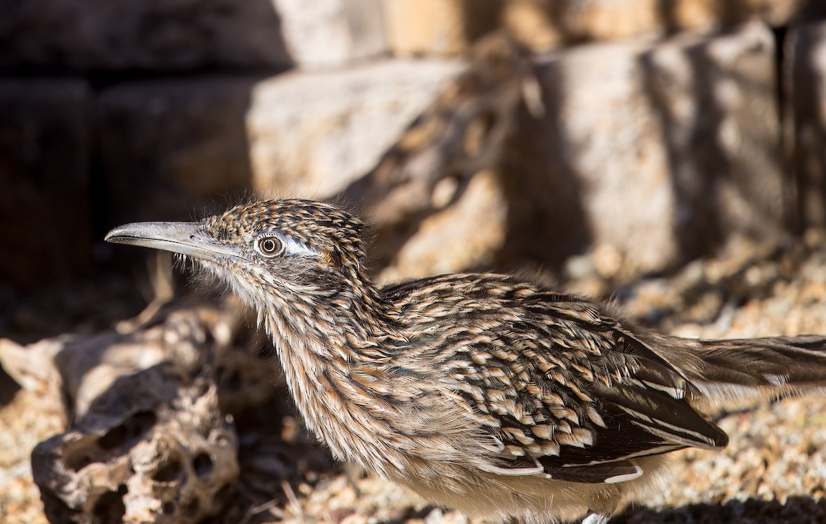 Greater Roadrunner - ML643626307