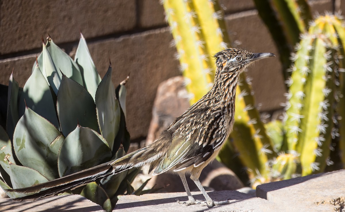 Greater Roadrunner - ML643626313