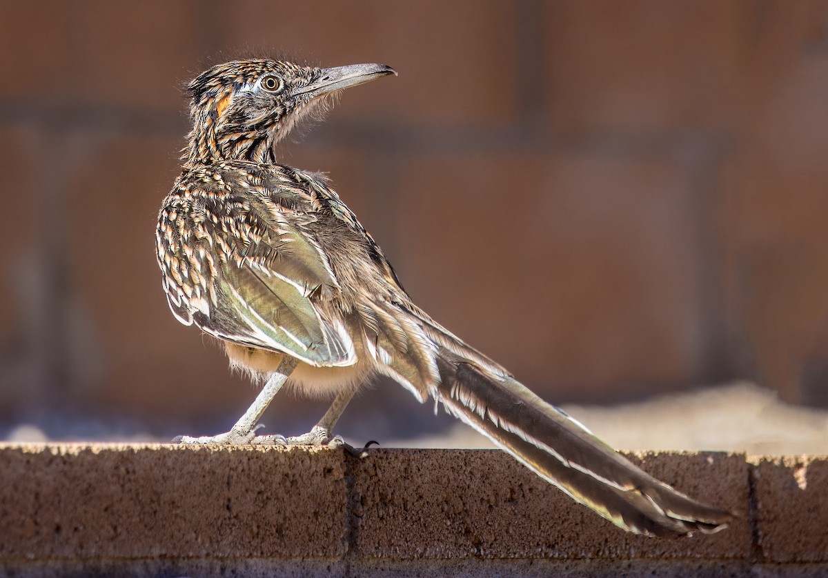Greater Roadrunner - ML643626314
