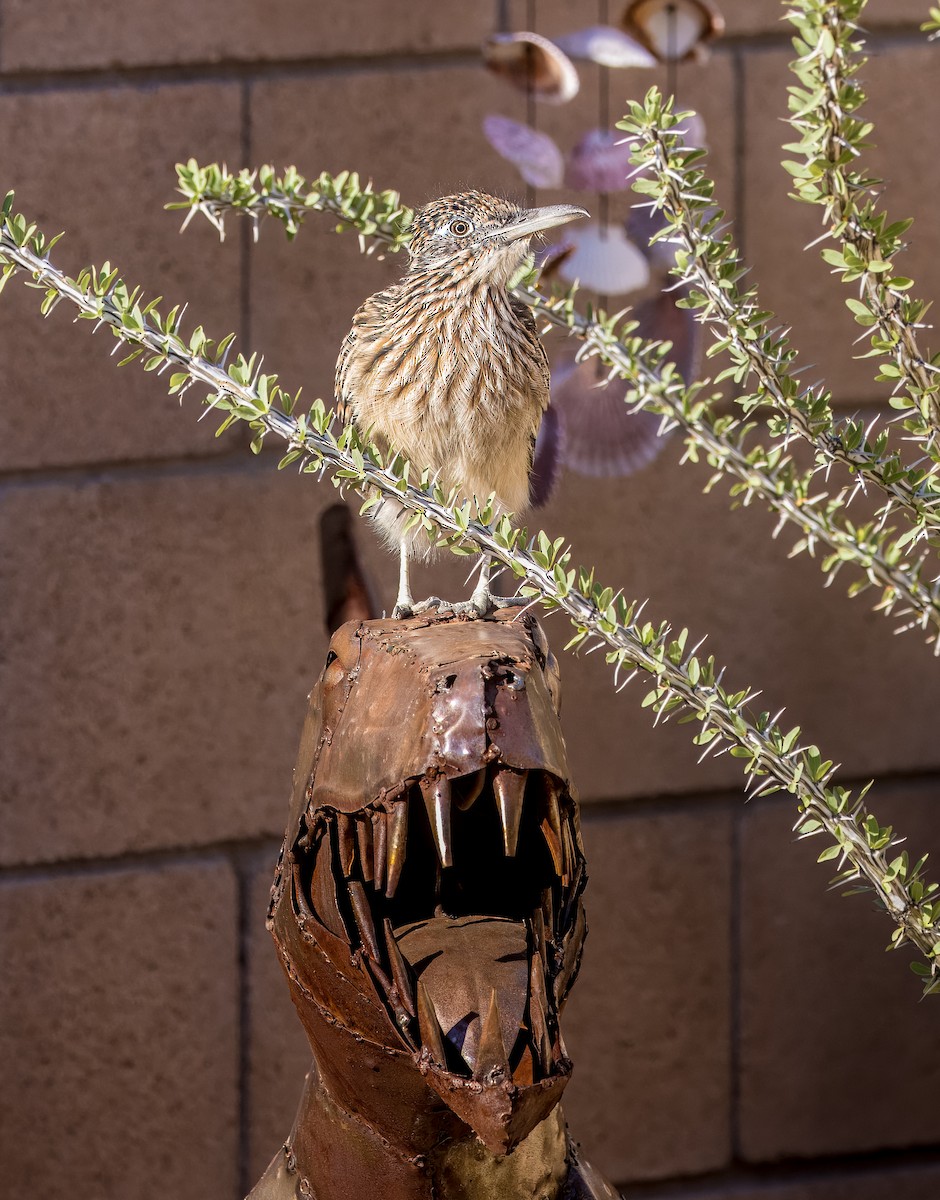 Greater Roadrunner - ML643626316