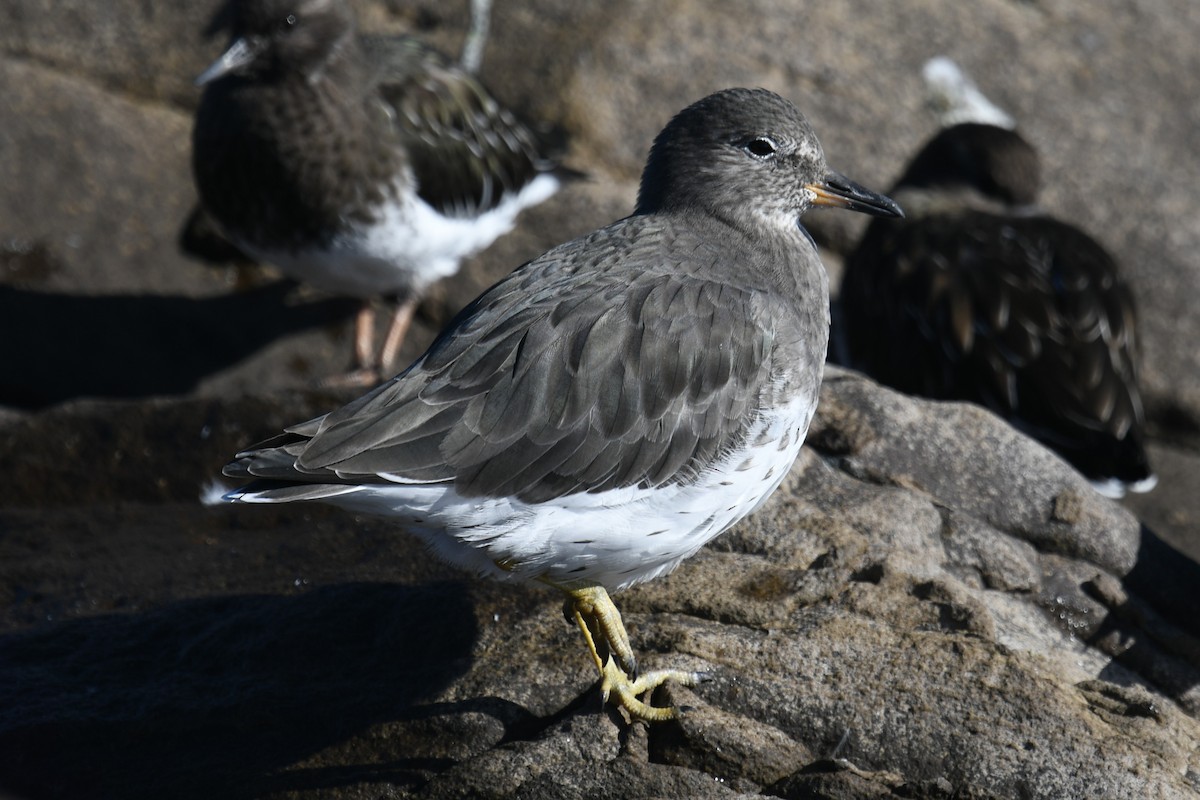 Surfbird - ML643626321