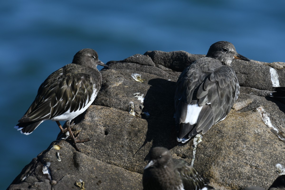 Surfbird - ML643626322
