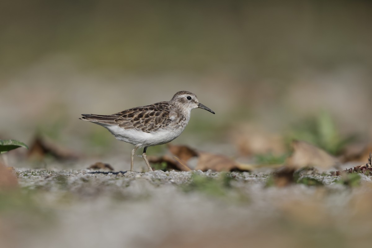 Wiesenstrandläufer - ML643626329